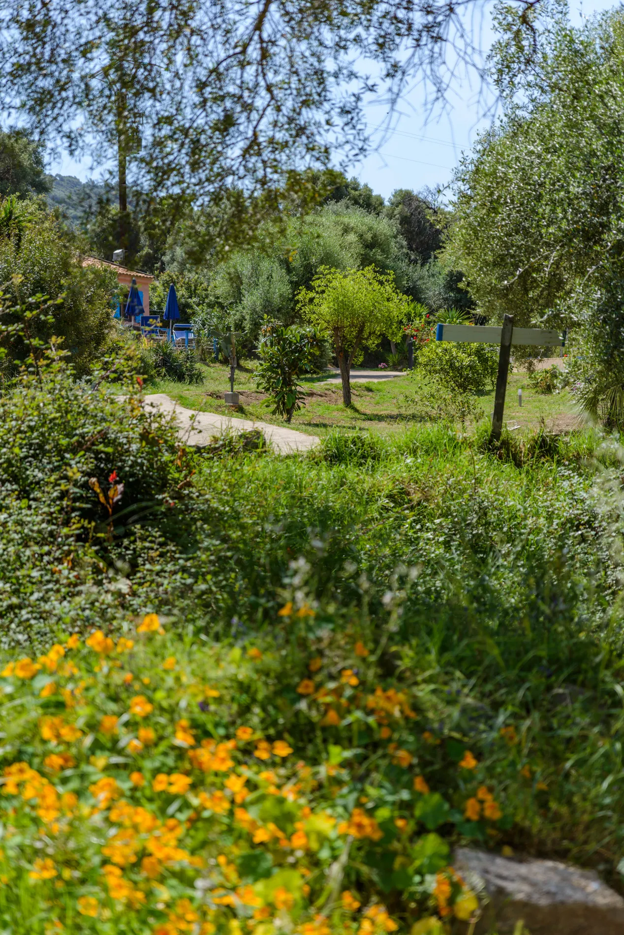 Arbres et paysage